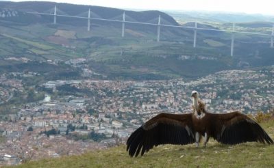 Jean-Claude Austruy, la passion des animaux sauvages