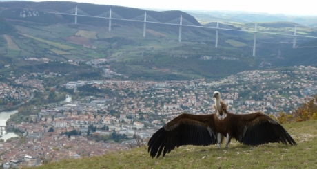 Jean-Claude Austruy, la passion des animaux sauvages